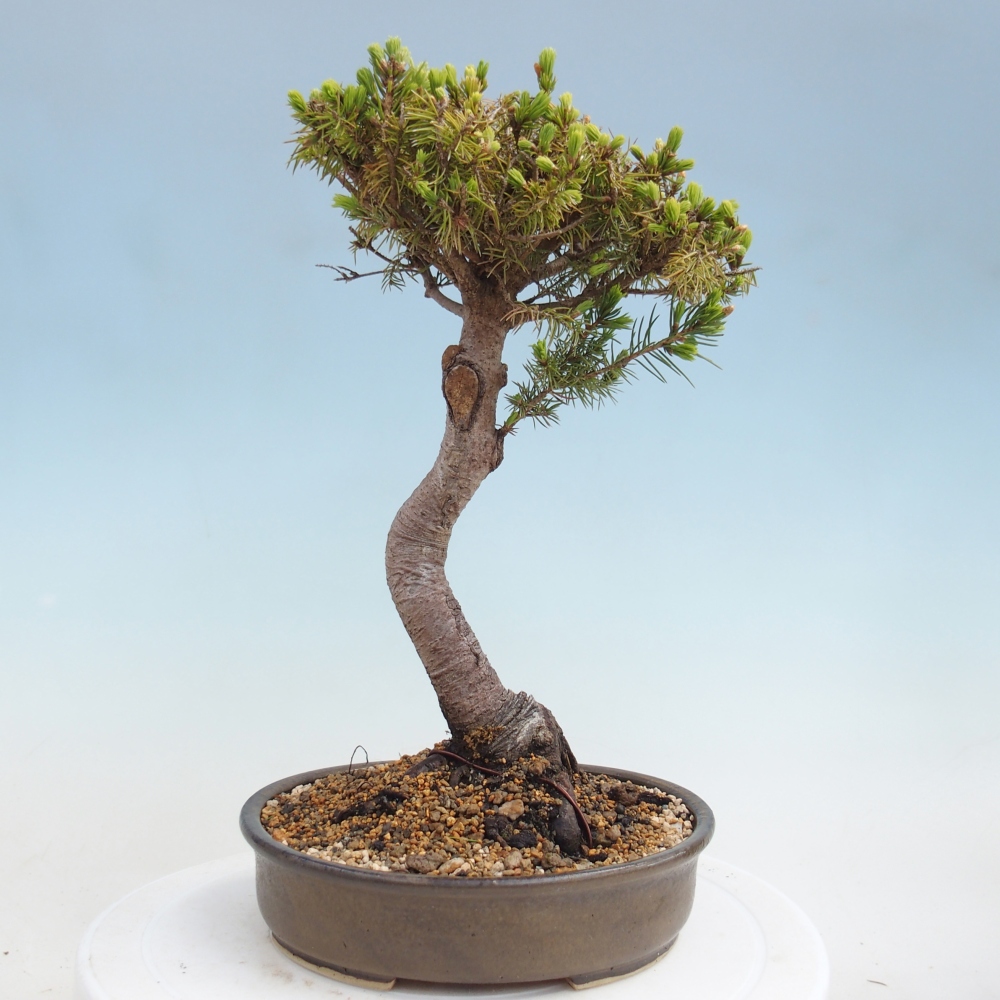 Outdoor bonsai - Świerk pospolity - Picea glauca globe