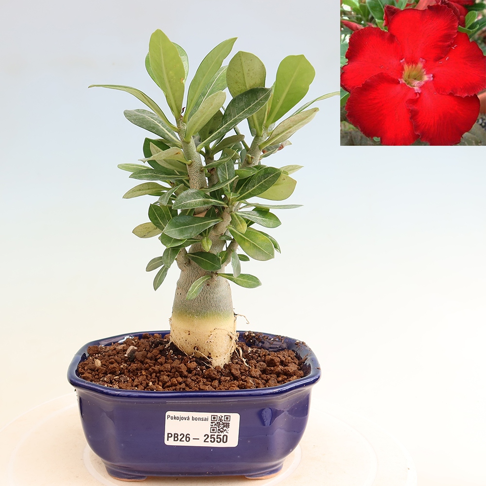 Bonsai pokojowe – Adenium obesum Red Star – Róża pustynna
