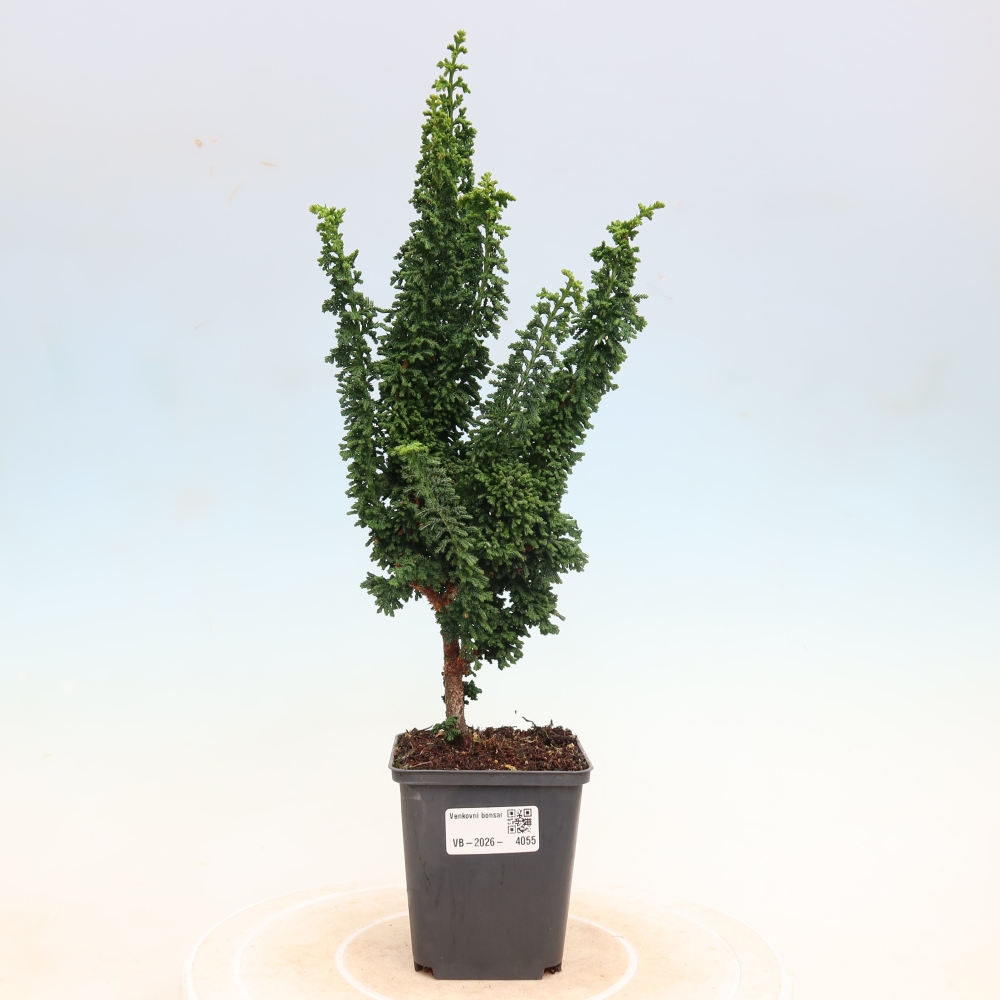 Bonsai zewnętrzne - Cham. obtusa SEKKA HINOKI - Cyprys