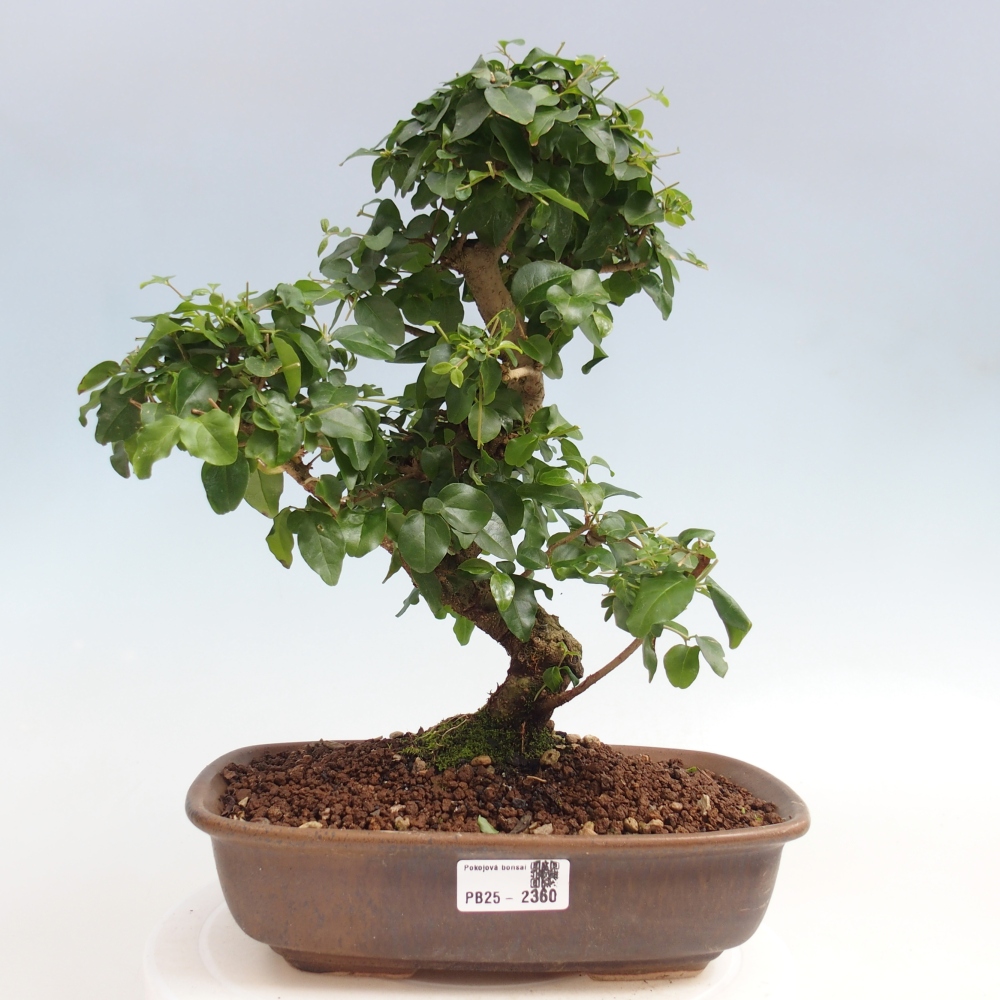 Pokój bonsai -Ligustrum chinensis - Ptasie oko
