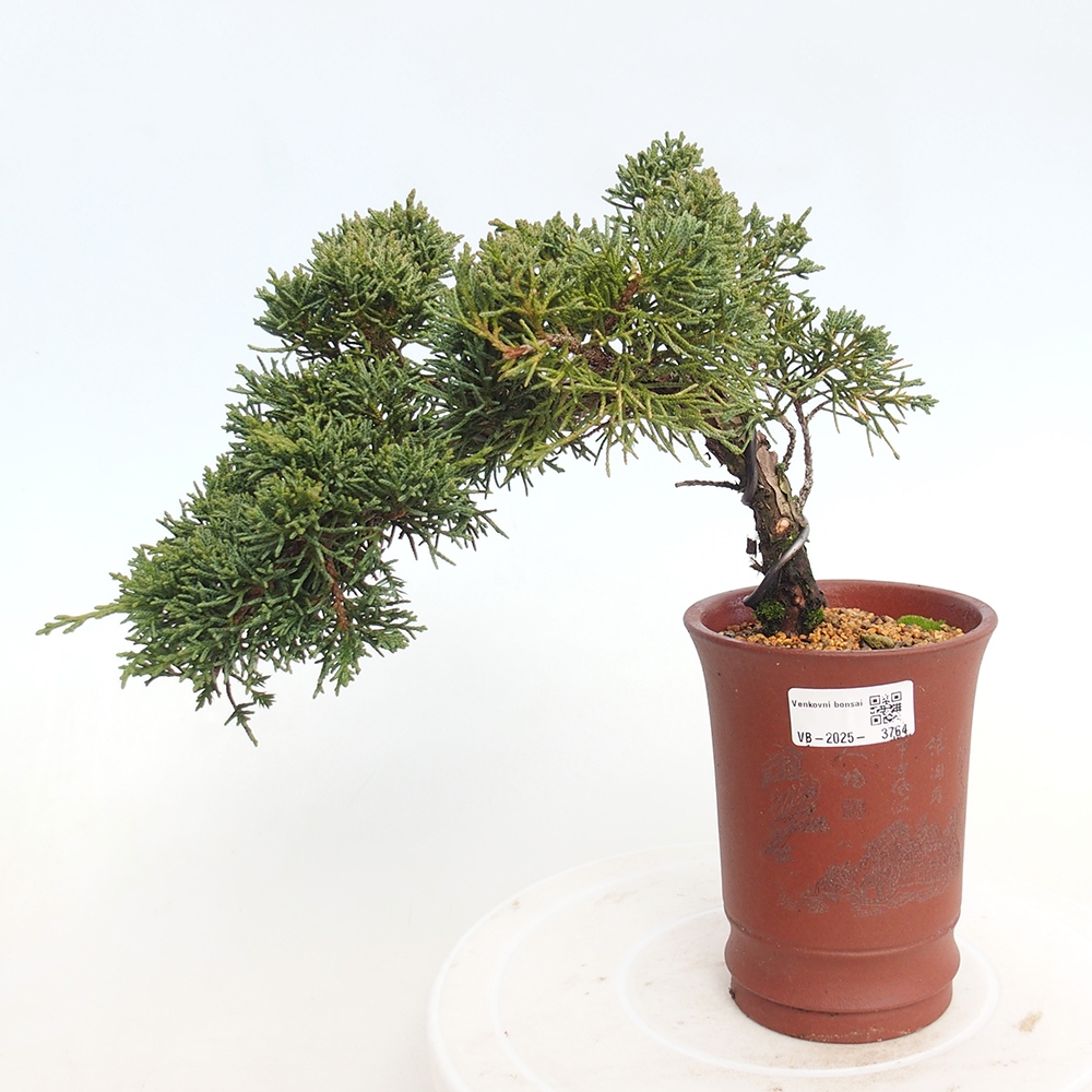 Outdoor bonsai - Juniperus chinensis Kishu