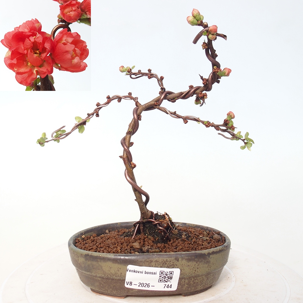Outdoor bonsai - Chaneomeles s. Red Joy - Pigwa