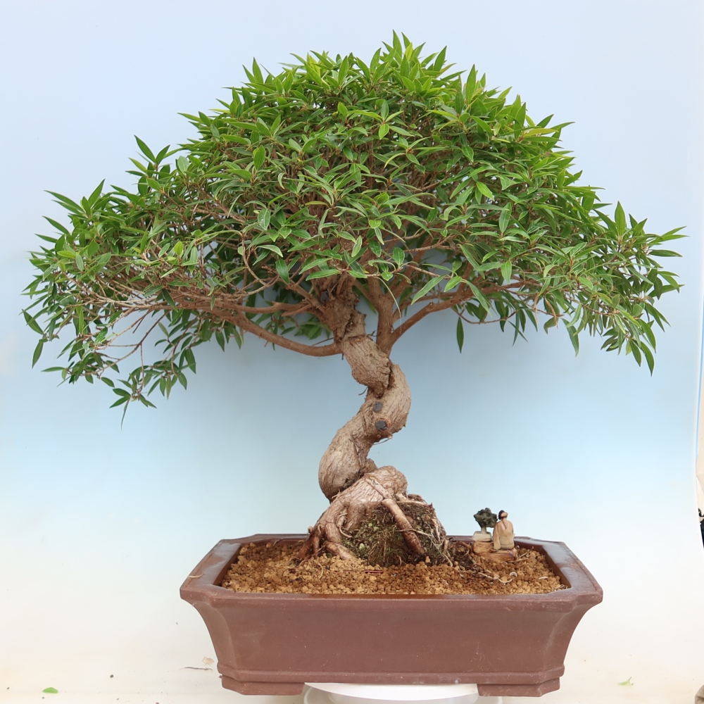 Pokój bonsai - Ficus nerifolia - figowiec drobnolistny