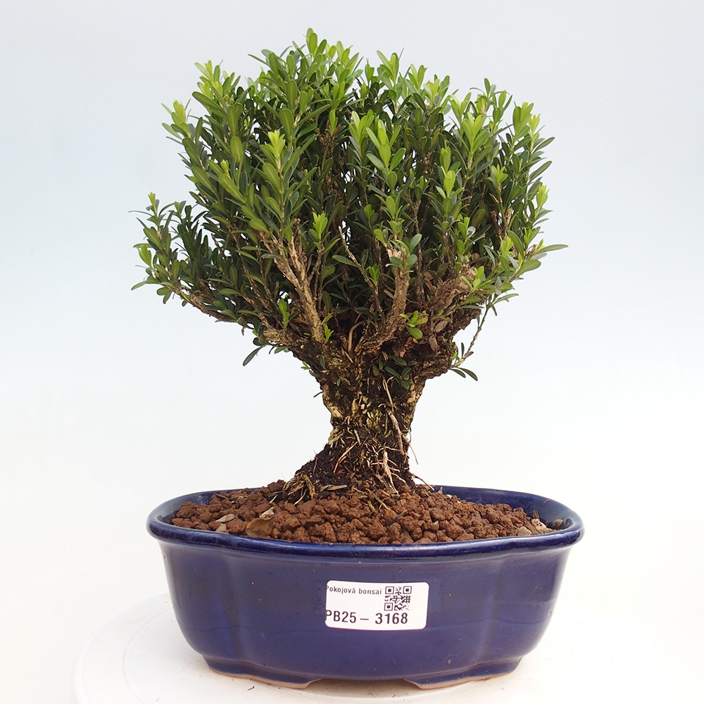 Kryty bonsai - Buxus harlandii - Bukszpan korkowy