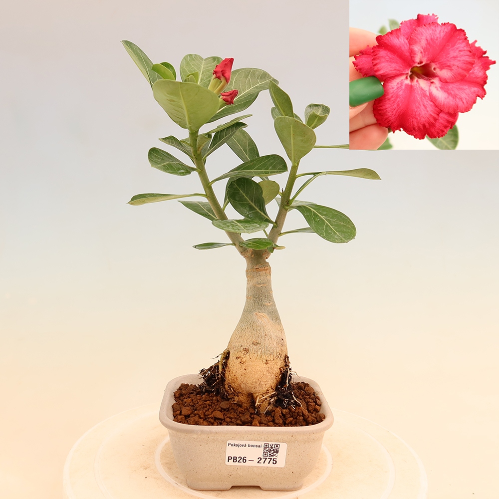 Bonsai pokojowe – Adenium obesum szczepione V.F.S.326 – Róża pustynna