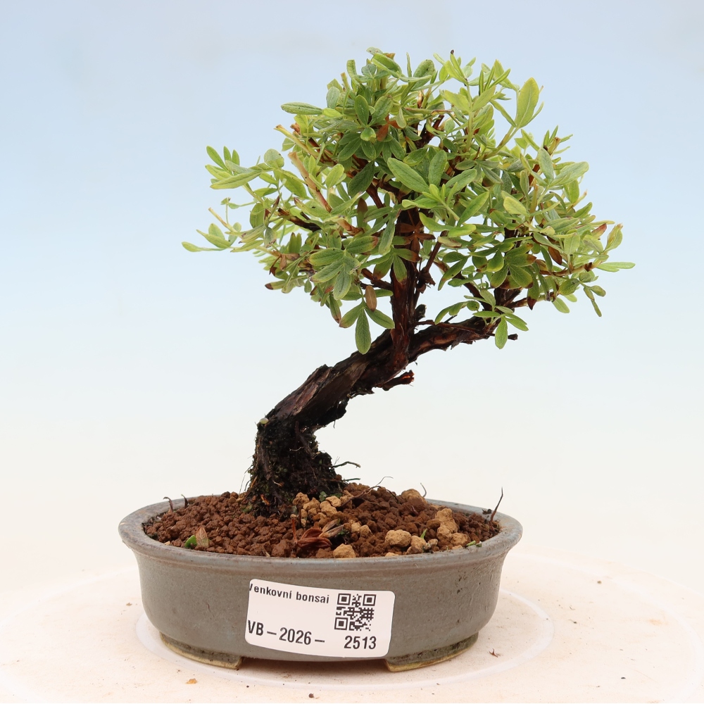 Bonsai zewnętrzne - Potentila fruticosa