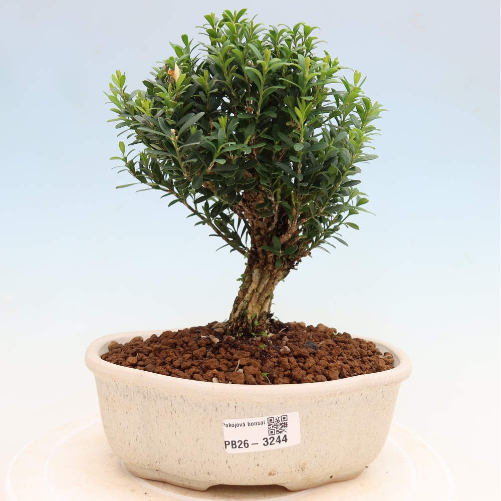 Pokój bonsai - Buxus harlandii - buxus korkowy