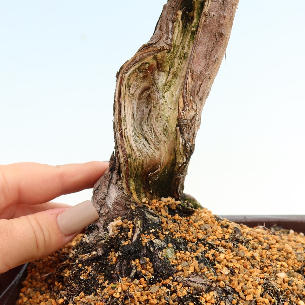 Bonsai ogrodowe – Juniperus chinensis Itoigawa – jałowiec chiński