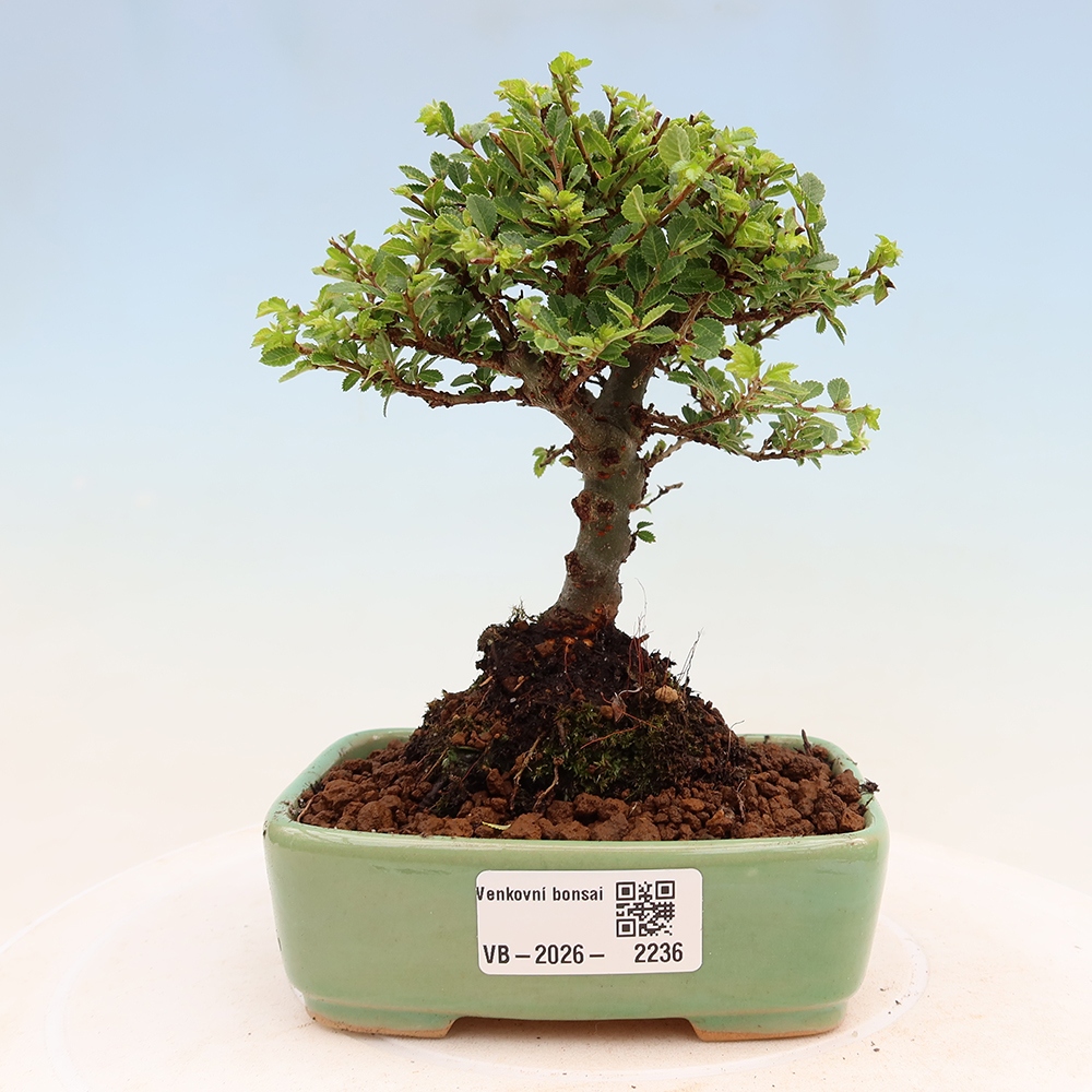 Bonsai zewnętrzne - Ulmus parvifolia Sagei - Wiąz drobnolistny