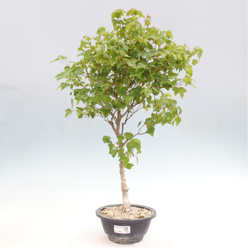 Outdoor bonsai - Acer Buergerianum - Klon Burger