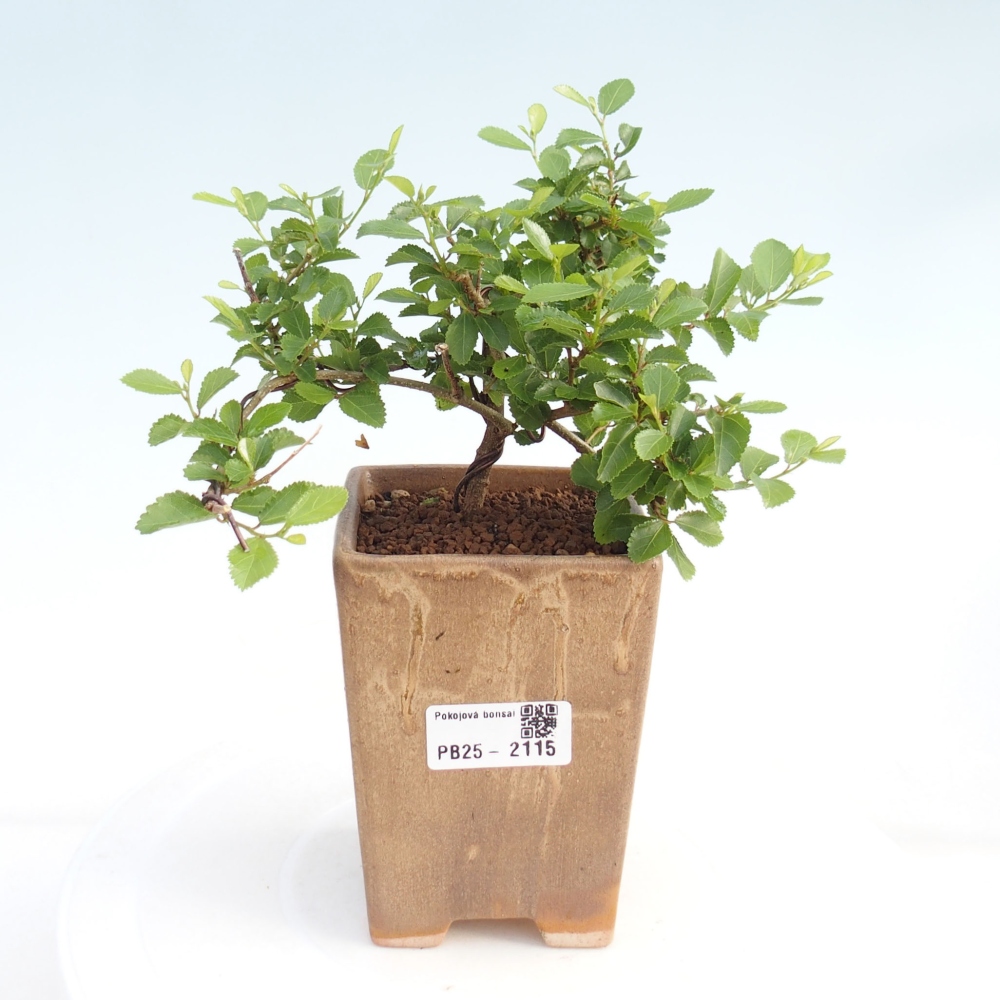Kryty bonsai - Grewia occidentalis - Lawendowa gwiazda