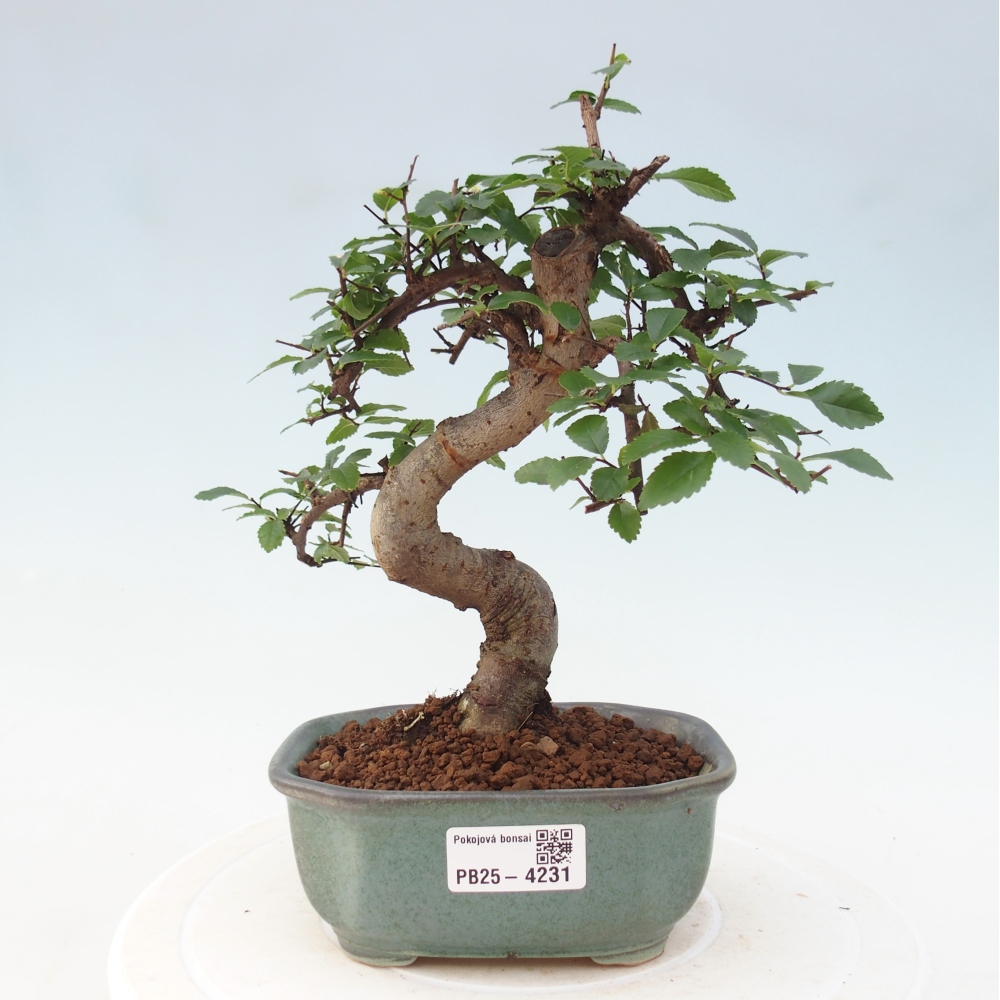 Pokój bonsai - Ulmus parvifolia - Wiąz drobnolistny