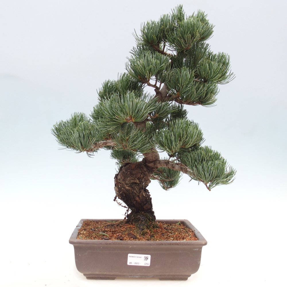 Outdoor bonsai - Pinus parviflora - Mała sosna