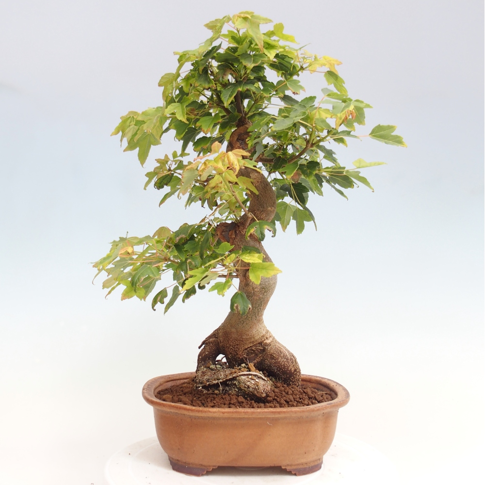 Outdoor bonsai - Maple Buergerianum - Burger Maple