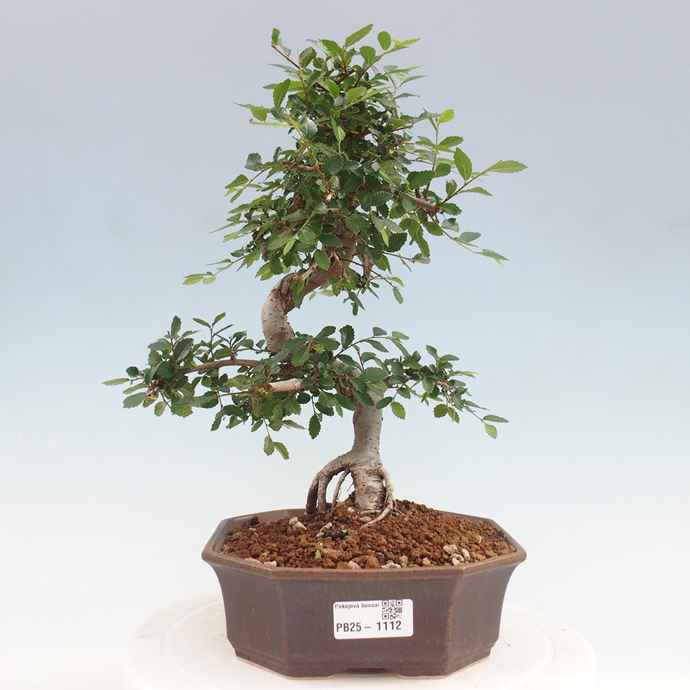 Bonsai wewnętrzne - Ulmus parvifolia - Wiąz drobnolistny