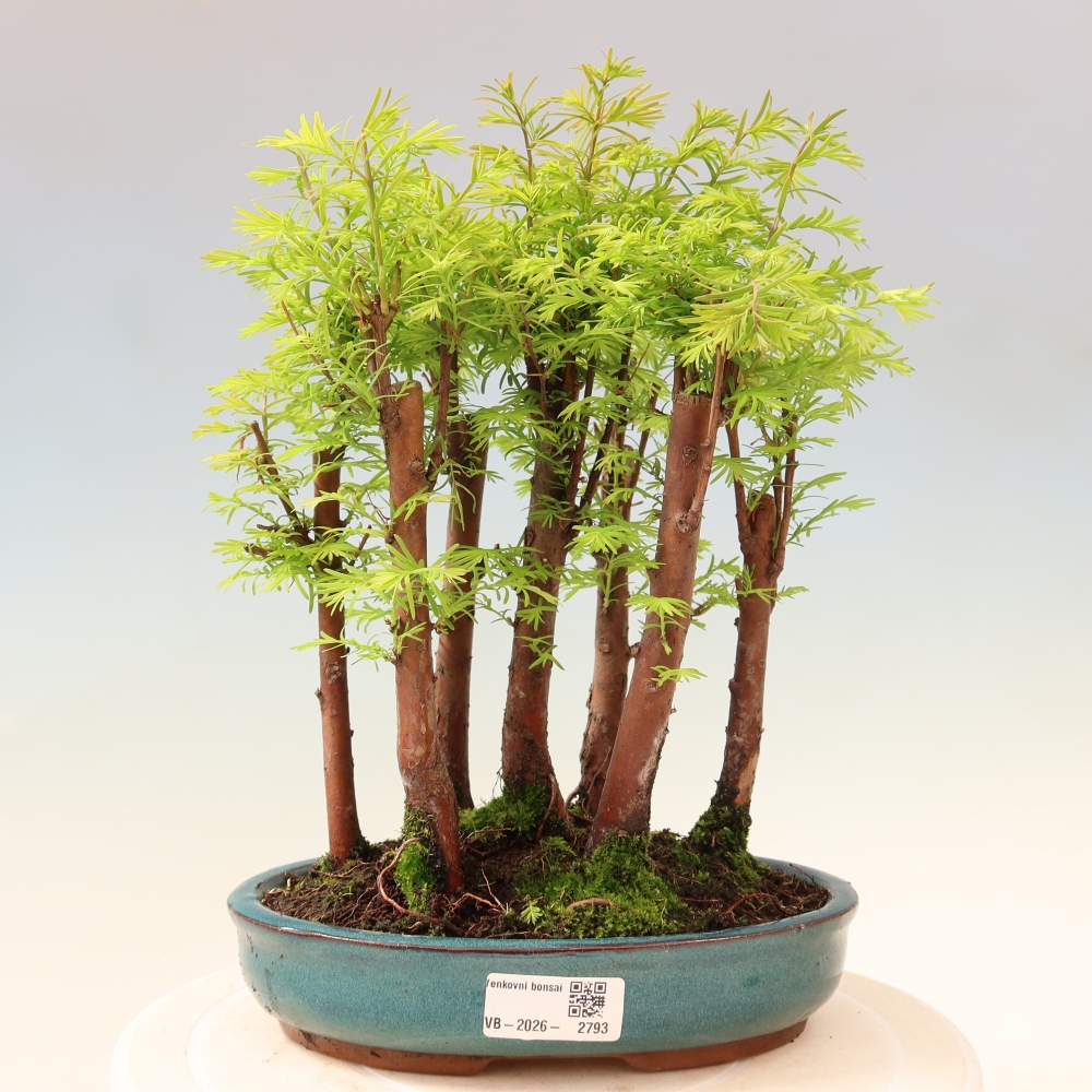 Bonsai ogrodowe – Metasequoia glyptostroboides – metasekwoja chińska – zagajnik