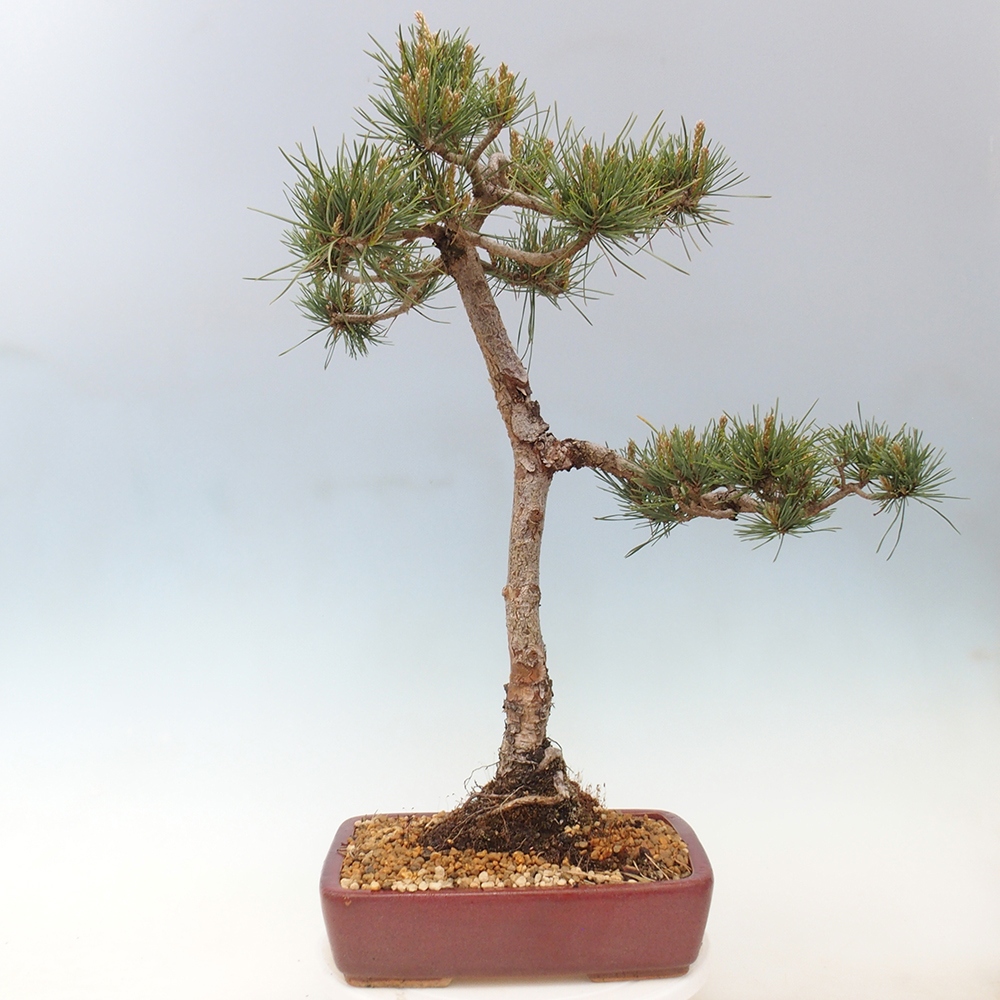 Outdoor bonsai - Pinus Sylvestris - sosna zwyczajna
