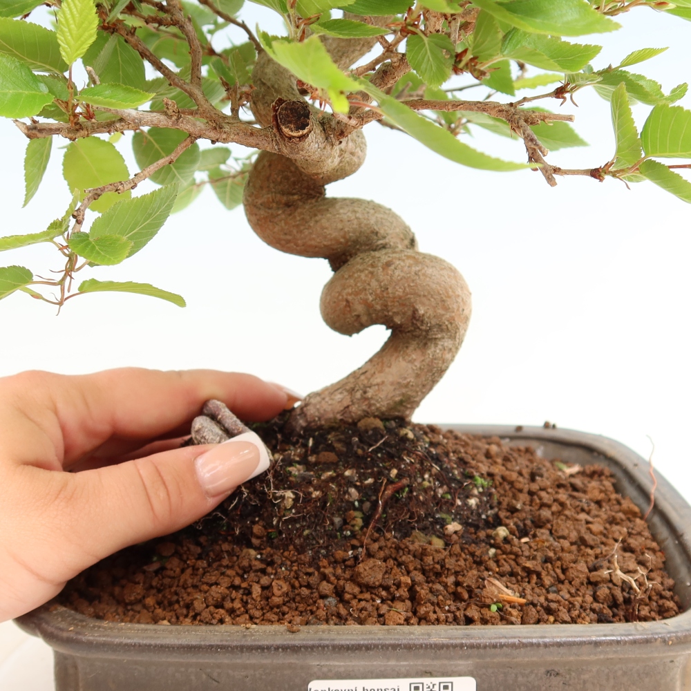 Outdoor bonsai - Carpinus coreana - grab koreański