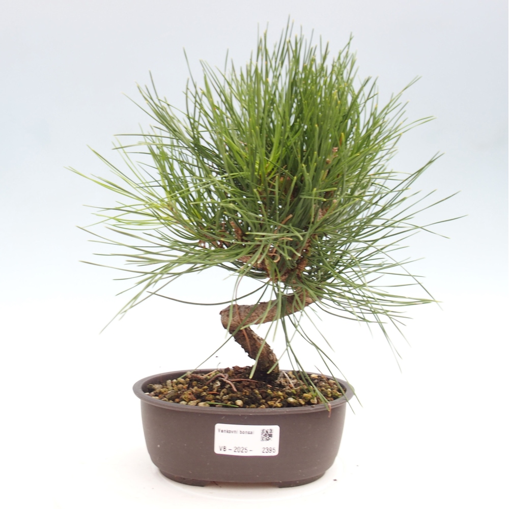 Bonsai ogrodowe - Pinus thunbergii - Sosna Thunbergia