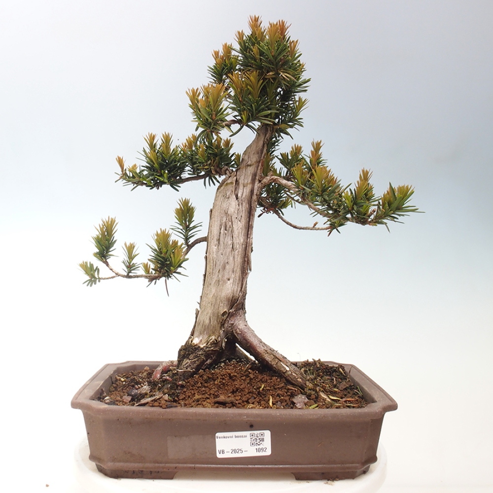Bonsai na zewnątrz - Taxus cuspidata - cis japoński