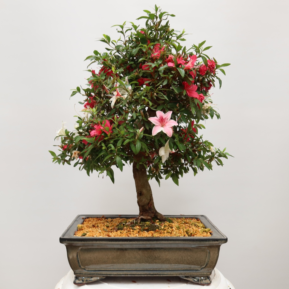 Bonsai zewnętrzne - Azalia japońska - Azalia satsuki