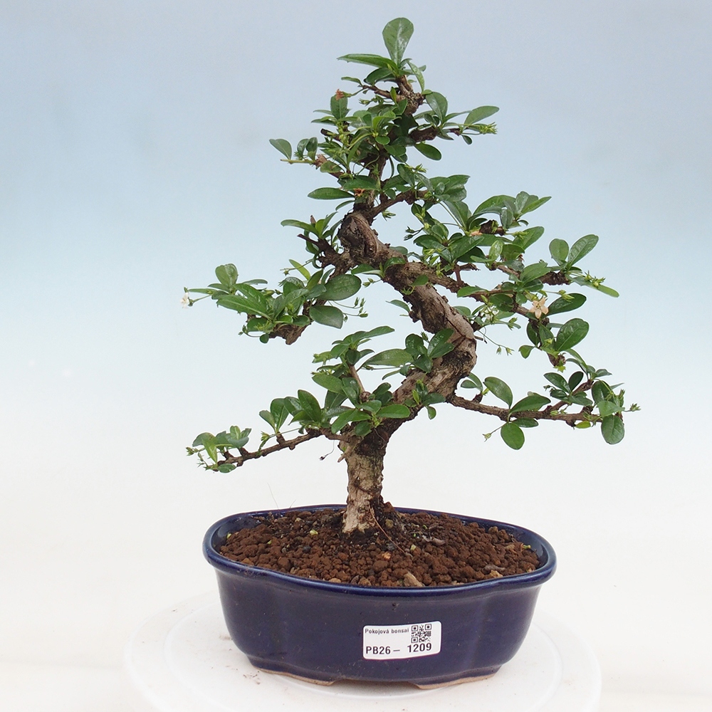 Bonsai pokojowe - Carmona macrophylla - Tea fuki