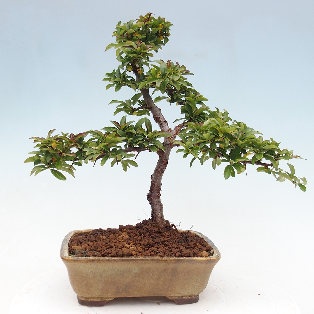 Outdoor bonsai-Pyracantha Teton -Hlox