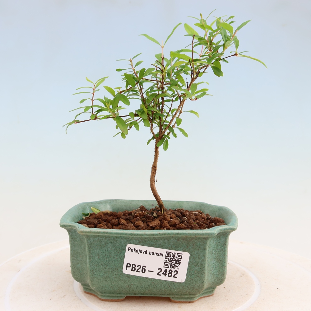 Pokój bonsai - PUNICA granatum nana - jabłko granatu