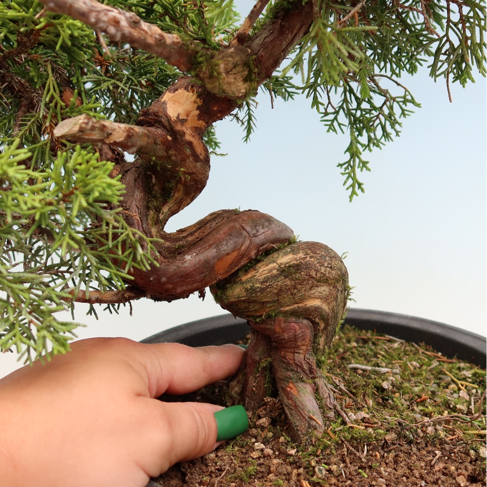 Bonsai ogrodowe – Juniperus chinensis Itoigawa – jałowiec chiński