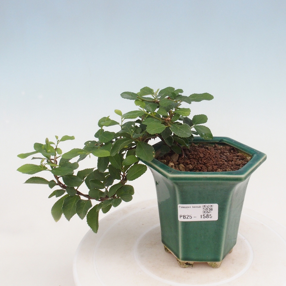 Kryty bonsai - Grewia occidentalis - Lawendowa gwiazda