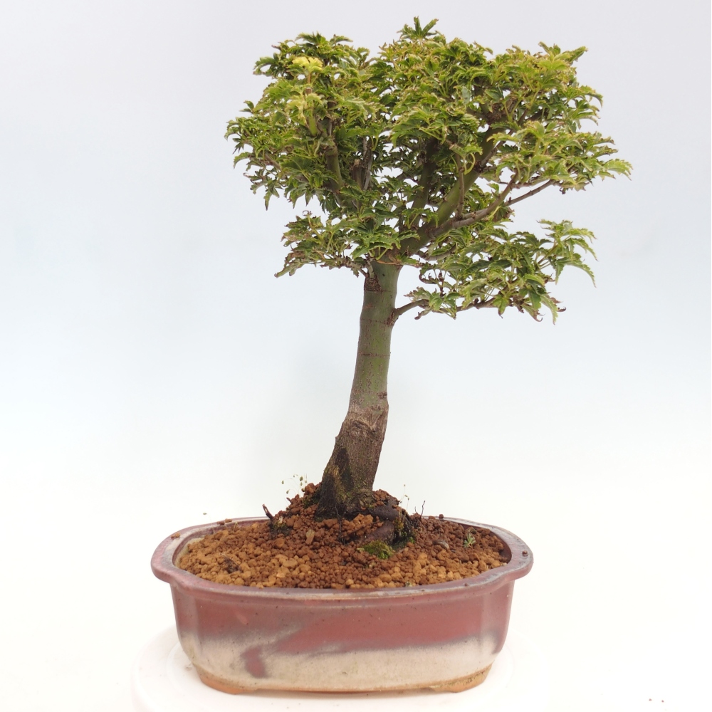 Bonsai zewnętrzne - klon Acer palmatum Shishigashira