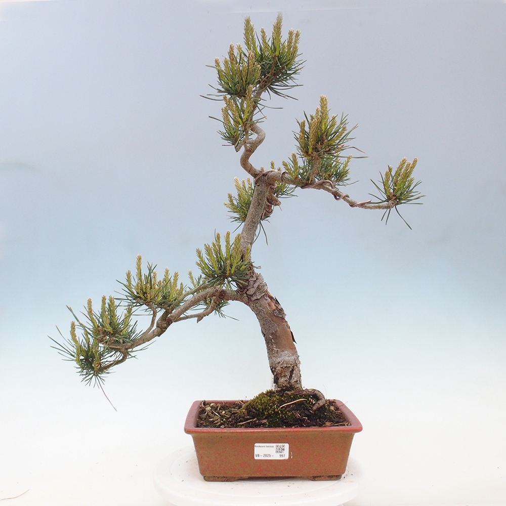 Outdoor bonsai - Pinus Sylvestris - sosna zwyczajna