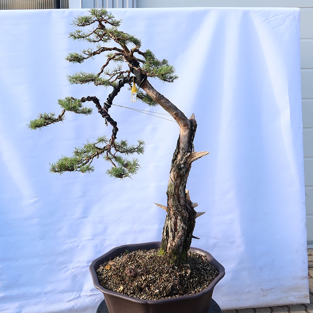 Pinus sylvestris Hiszpania – sosna zwyczajna