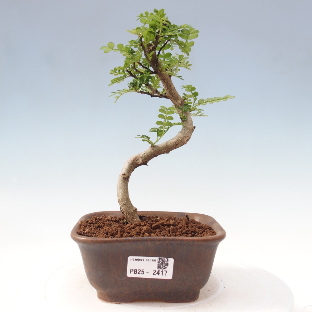 Bonsai do wnętrz - Zantoxylum piperitum - Mięta pieprzowa