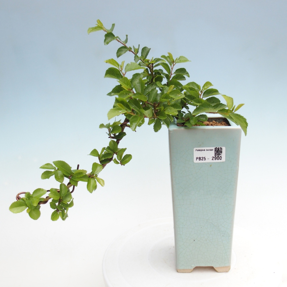 Kryty bonsai - Grewia occidentalis - Lawendowa gwiazda