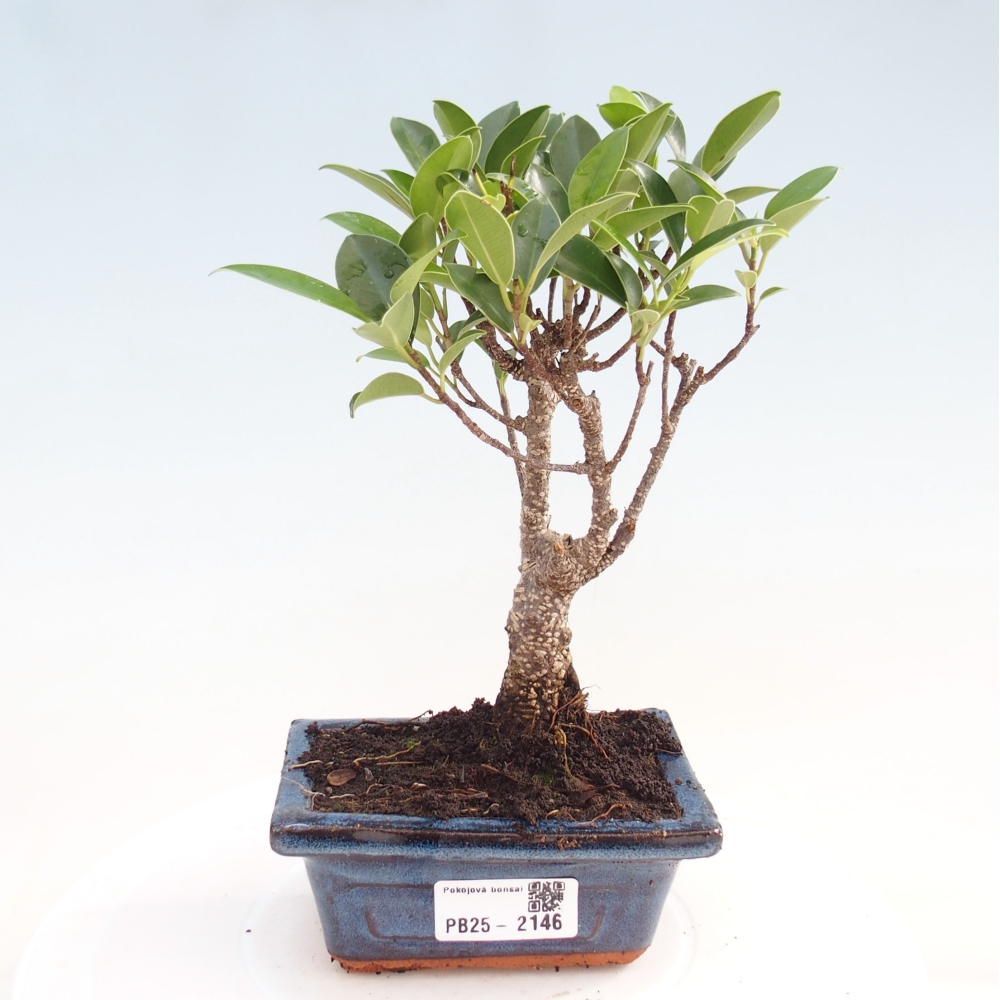 Pokojová bonsai - Ficus retusa - malolistý fíkus