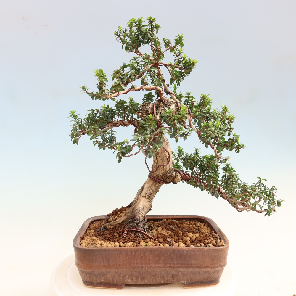 Bonsai pokojowe – Myrtus communis – mirt pospolity