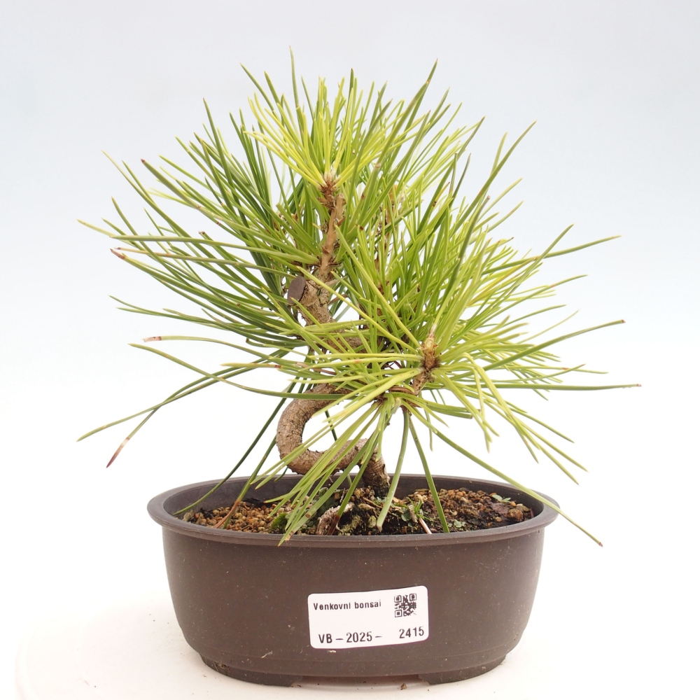 Bonsai ogrodowe - Pinus thunbergii - Sosna Thunbergia