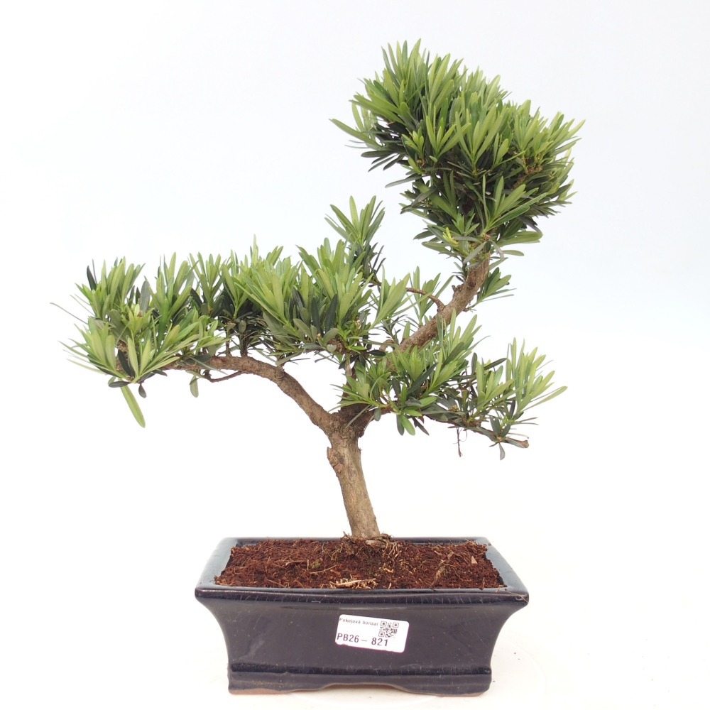Pokój bonsai - Podocarpus - Kamienny cis