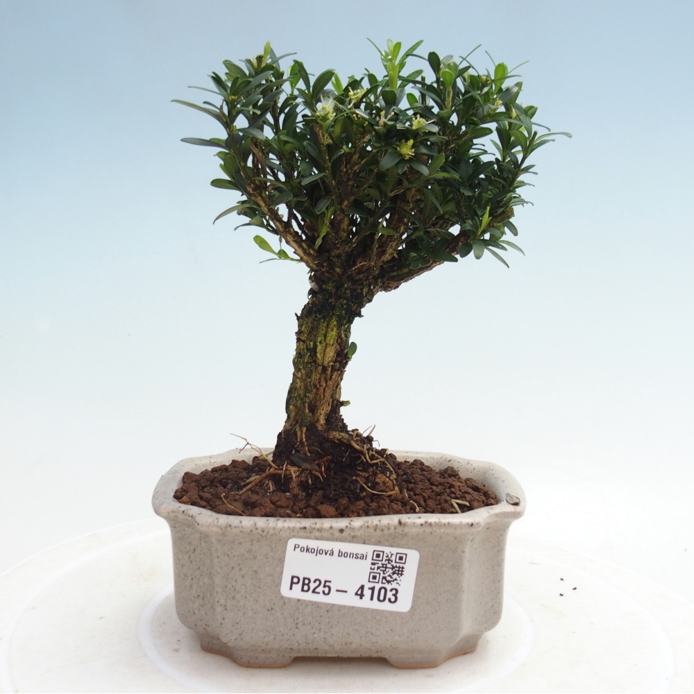 Pokój bonsai - Buxus harlandii - buxus korkowy