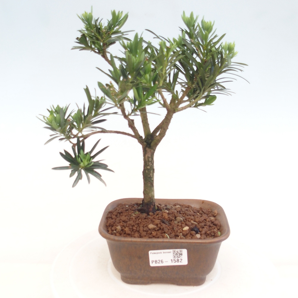Pokój bonsai - Podocarpus - Kamienny cis