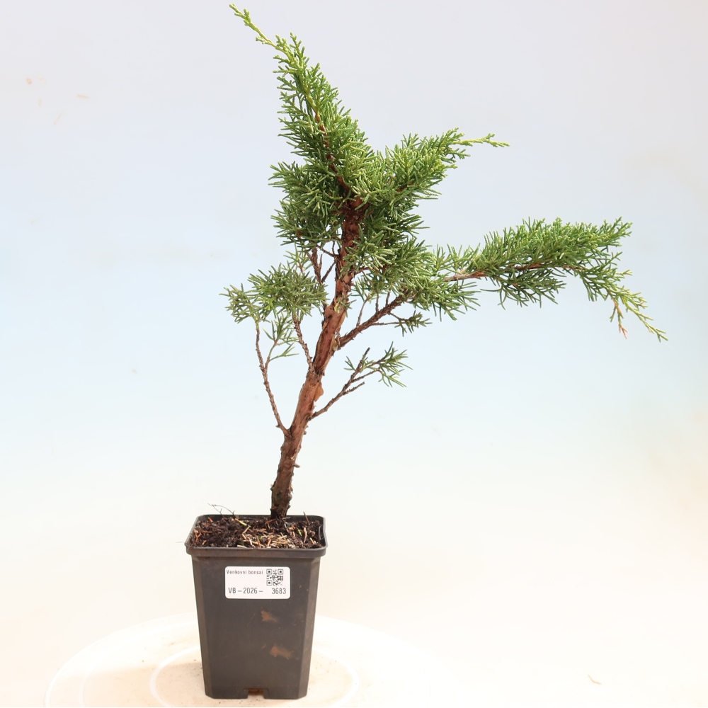 Outdoor bonsai - Juniperus chinensis Kishu