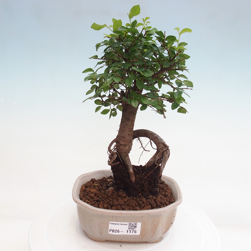 Pokój bonsai - Ulmus parvifolia - Wiąz drobnolistny