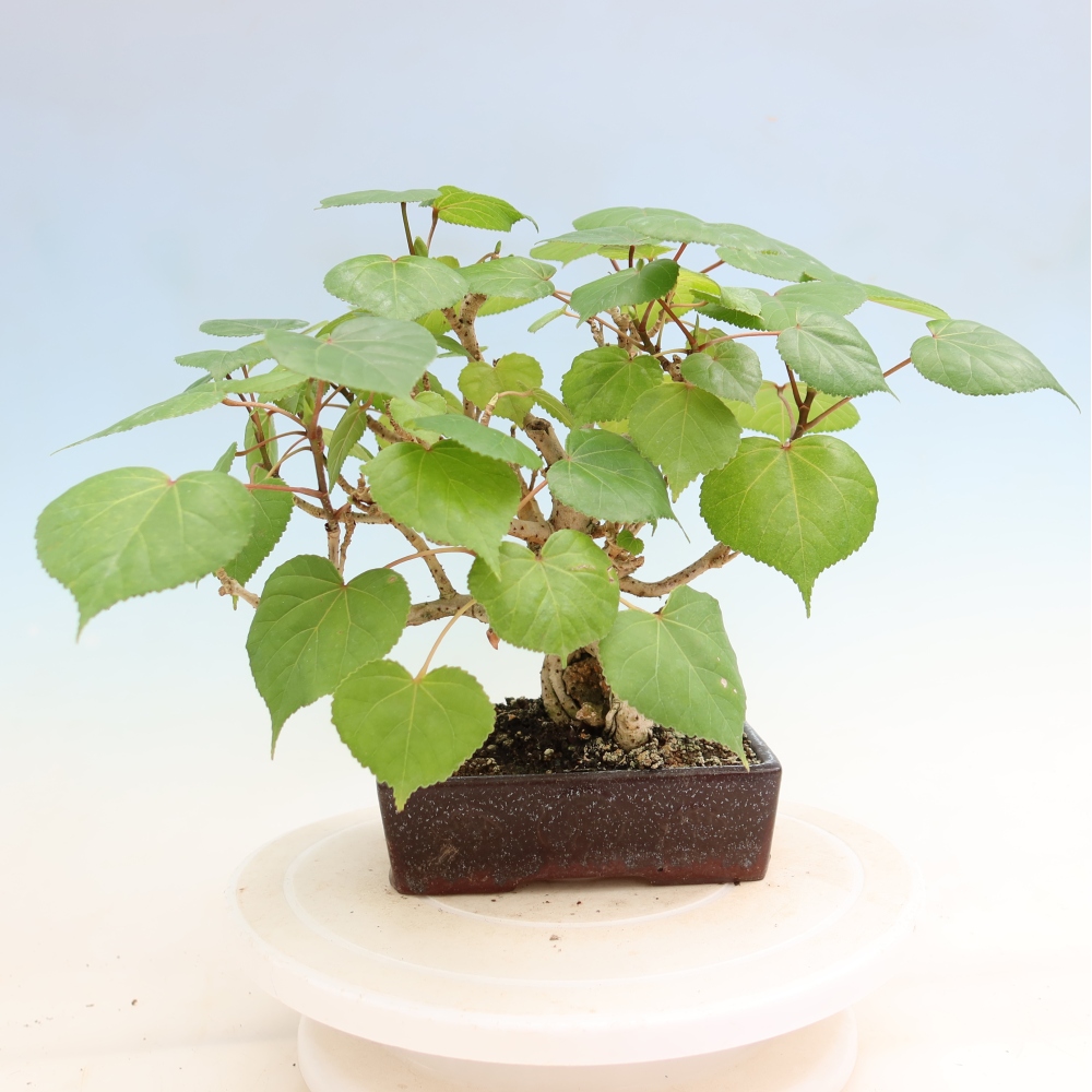Bonsai domowe - Hibiscus tiliaceus - Hibiskus morski