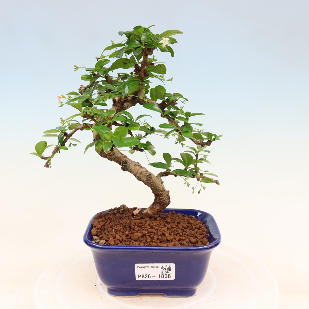 Bonsai pokojowe - Carmona macrophylla - Tea fuki
