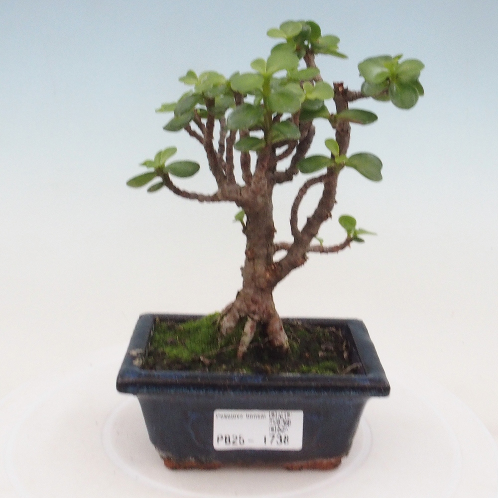 Kryte bonsai - Portulakaria Afra - Tlustice