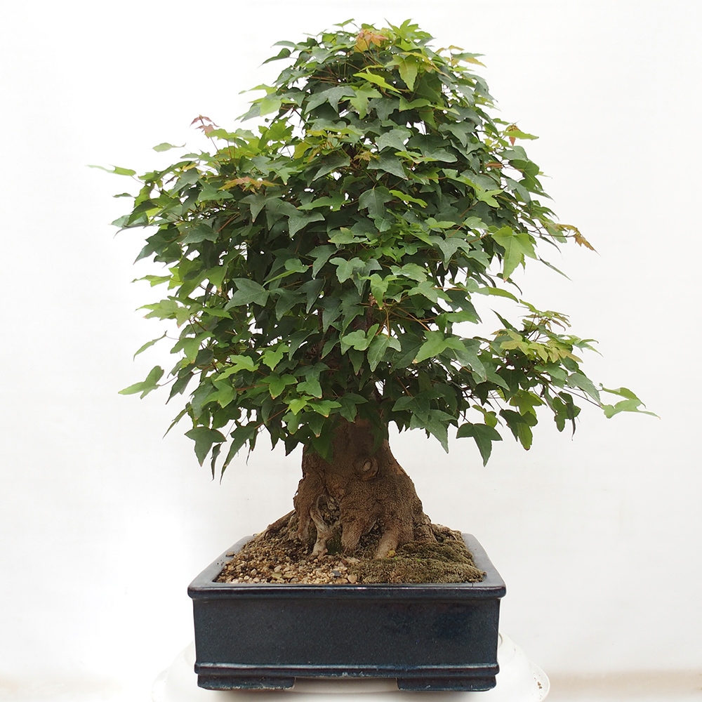Outdoor bonsai - Maple Buergerianum - Burger Maple