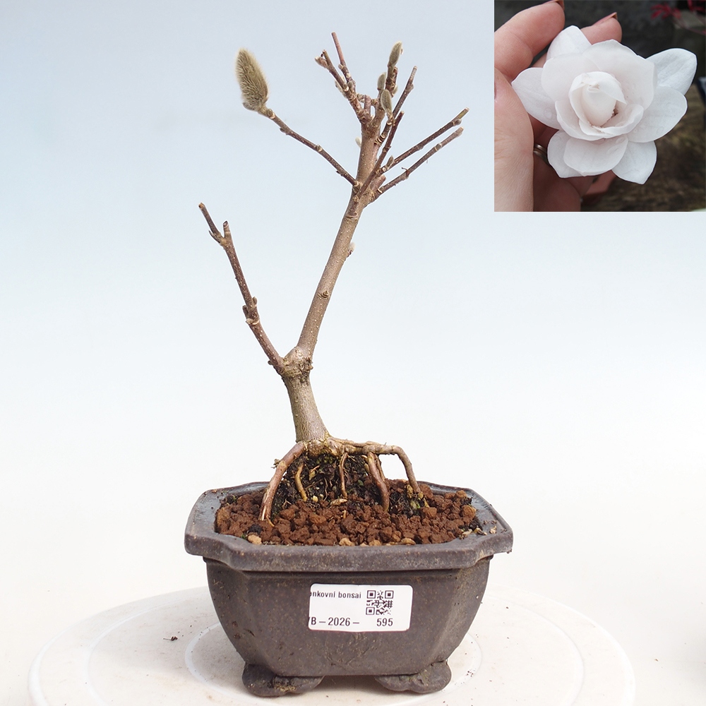 Bonsai na zewnątrz - Magnolia stellata