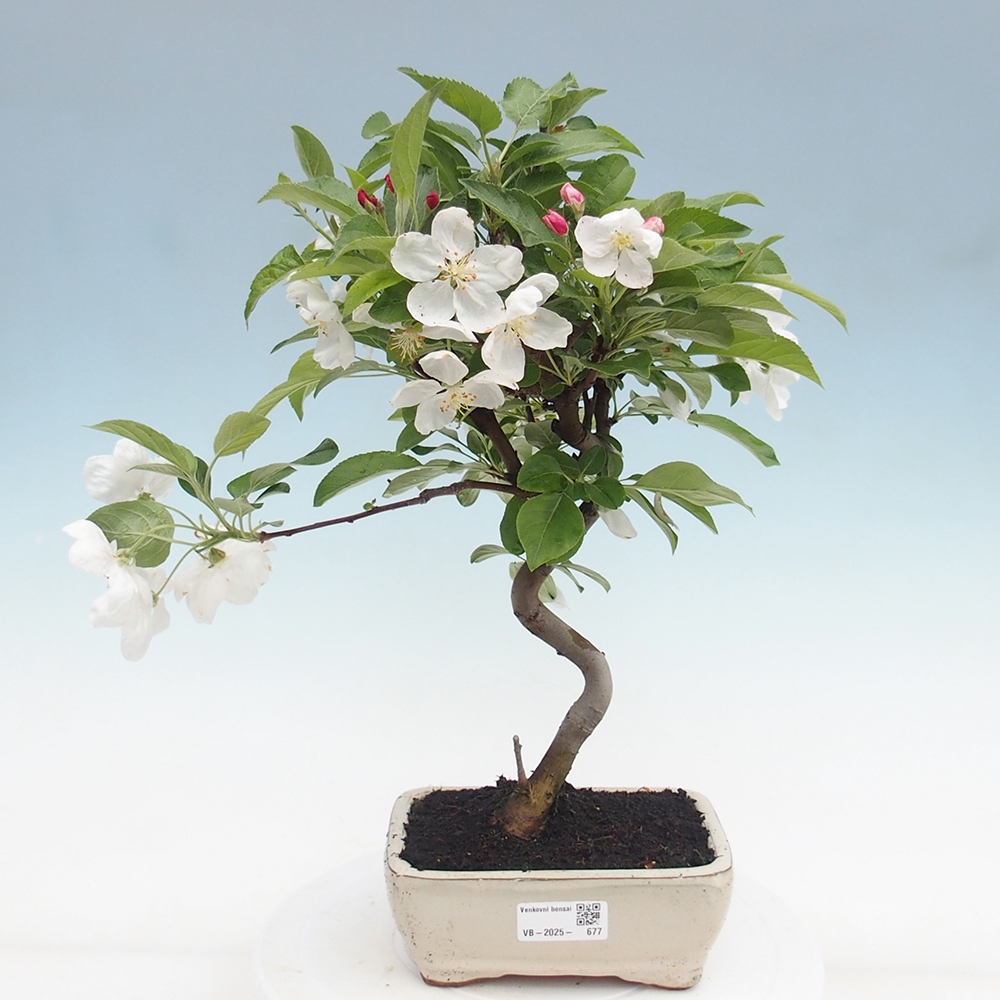 Bonsai plenerowe - Malus Halliana - Jabłoń drobnoowocowa