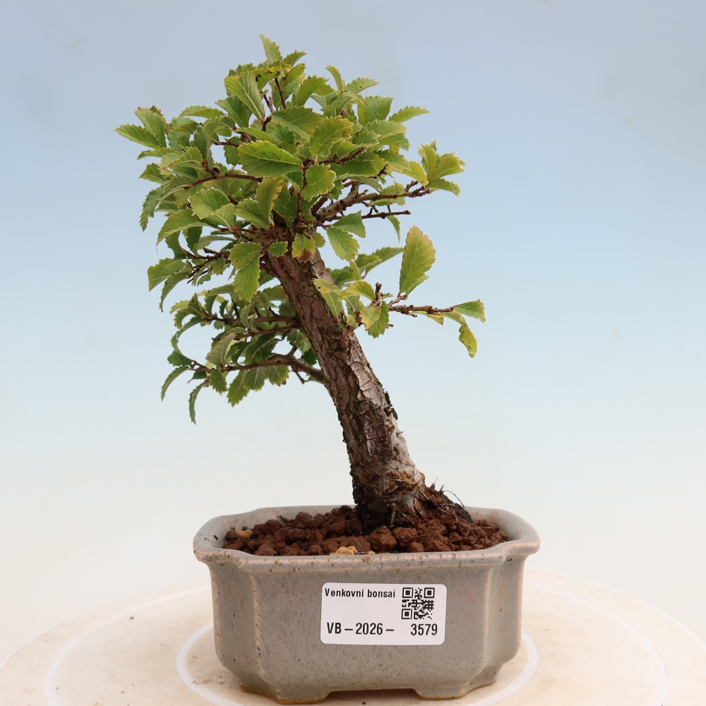 Bonsai zewnętrzne - Zelkova - Zelkova NIRE